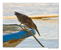 Green Heron