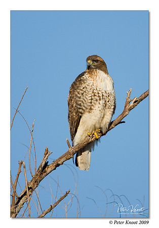 Red-tailed Hawk