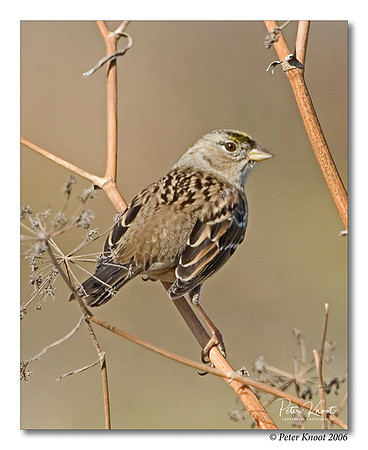 Golden-crowned Sparrow