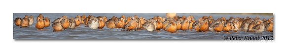 Red Knots