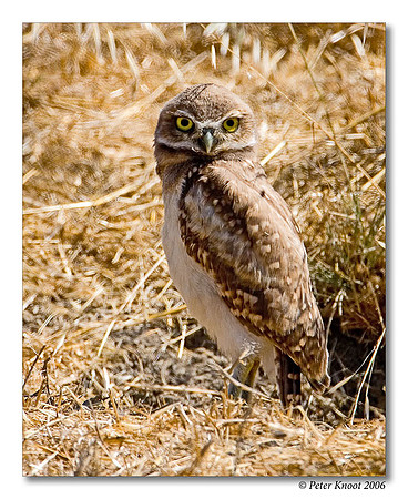 Burrowing Owl