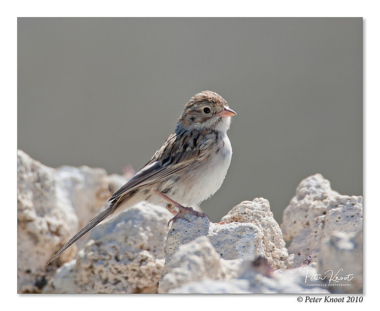 Chipping Sparrow