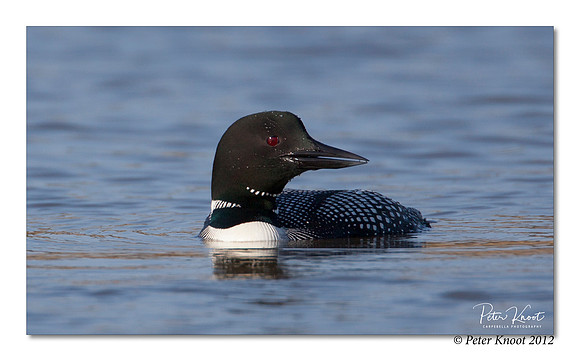 Common Loon