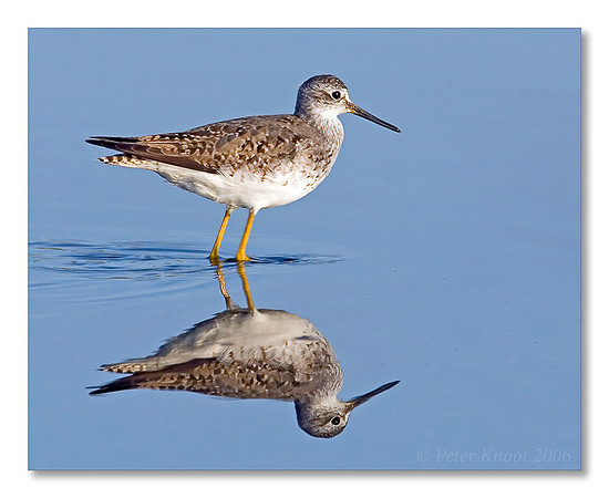 Lesser Yellowlegs