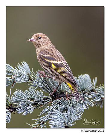 Pine Siskin