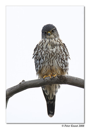 Merlin