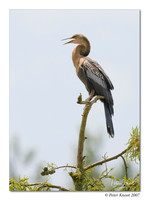 Anhinga