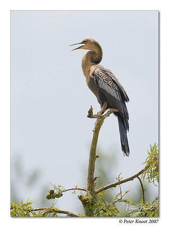 Anhinga