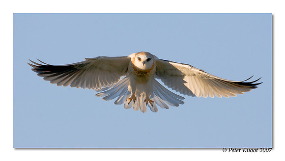 White-tailed Kite