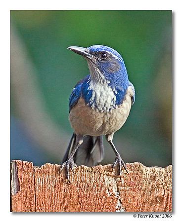 Western Scrub-Jay