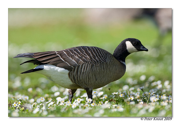 Aleutian Goose