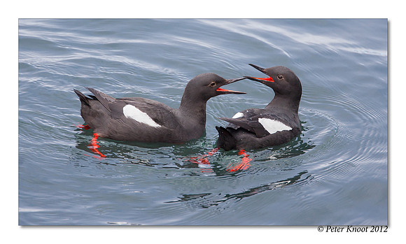 Pigeon Guillemot