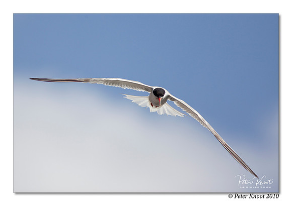 Common Tern