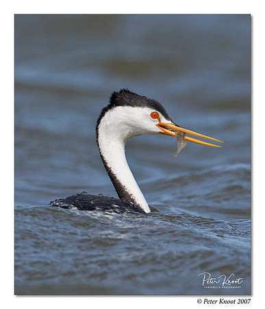 Clark's Grebe