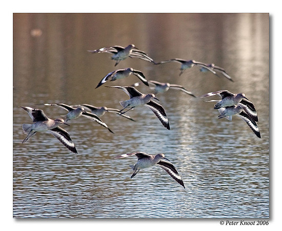 Willet