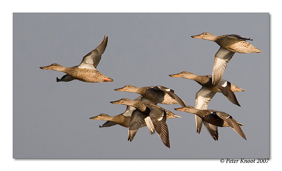 peter_northern_shoveler_23