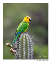 Brown-throated Parakeet