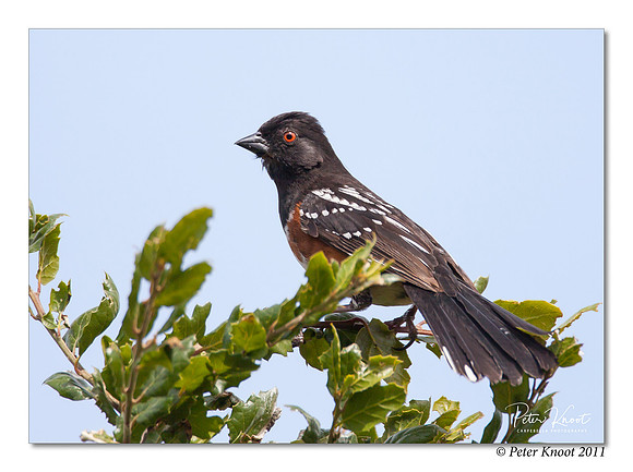 Spotted Towhee