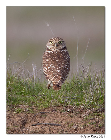 Burrowing Owl