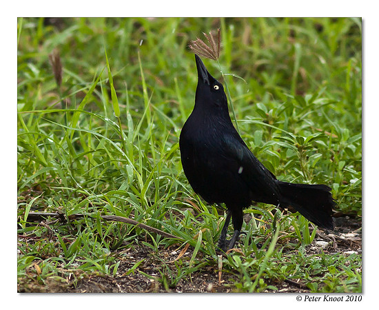 Caribbean Grackle