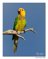 Brown-throated Parakeet