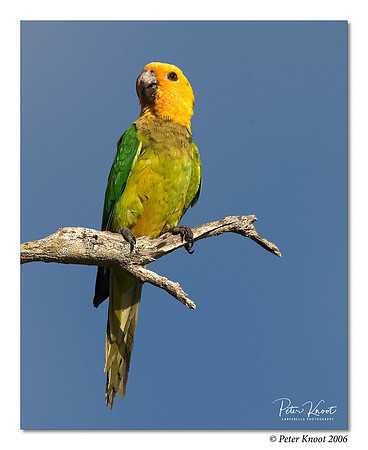 Brown-throated Parakeet