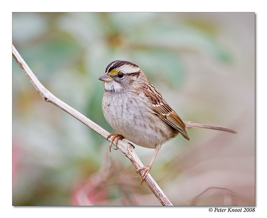 White-throated Sparrow