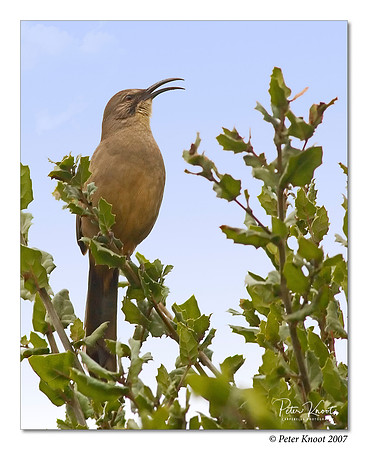 California Thrasher