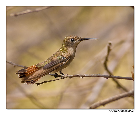 Ruby Topaz Hummingbird
