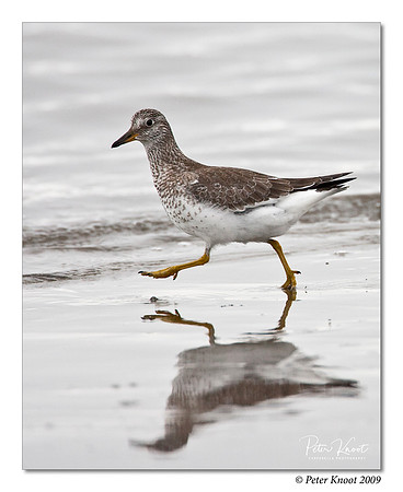 Surfbird