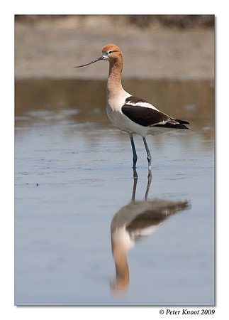 American Avocet