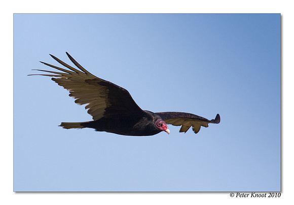 Turkey Vulture