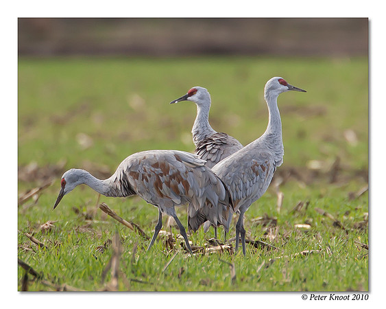 Sandhill Crane