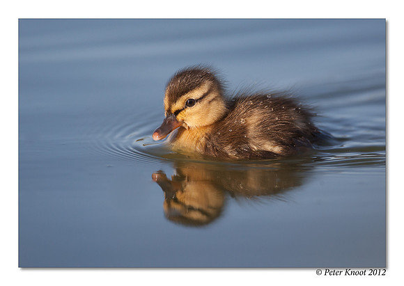 Mallard