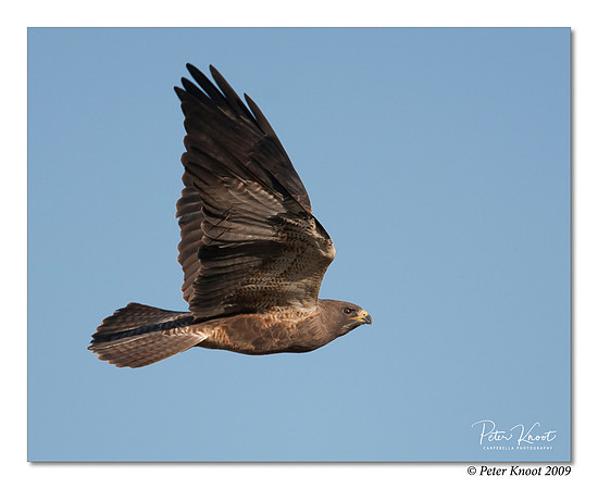 Swainson's Hawk