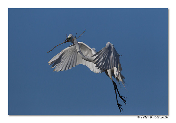 Great Egret