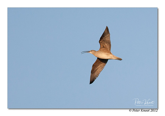 Long-billed Curlew