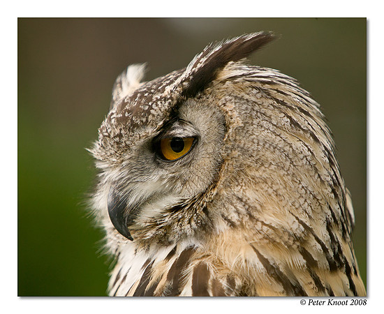 Eurasian Eagle Owl