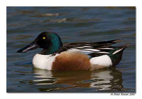 peter_northern_shoveler_15