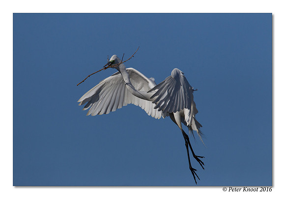 Great Egret