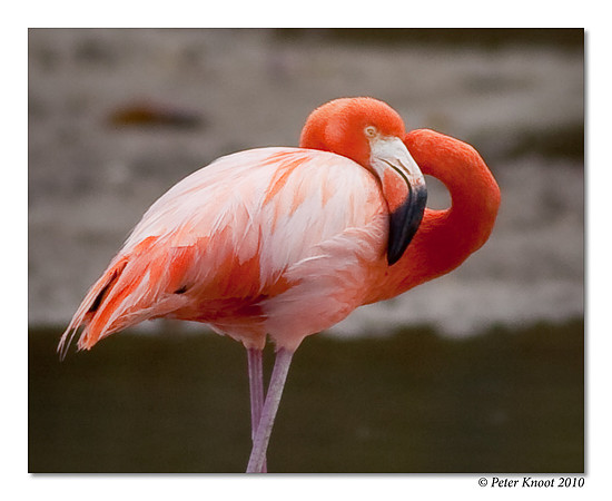 Caribbean Flamingo