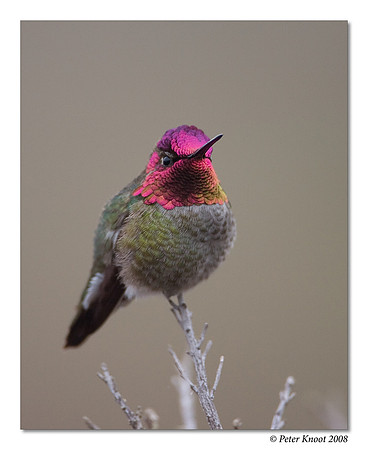 Anna's Hummingbird