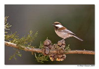 Chestnut-backed Chickadee