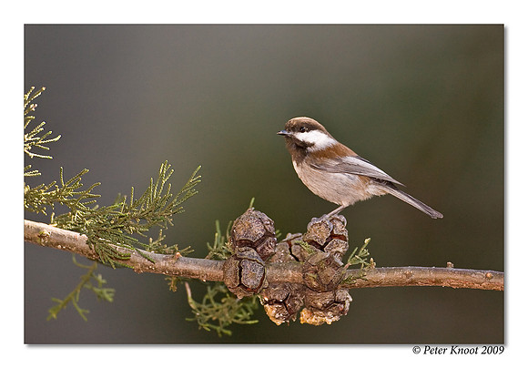 Chestnut-backed Chickadee