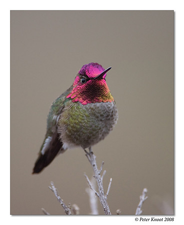 Anna's Hummingbird