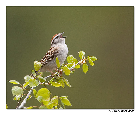 Chipping Sparrow