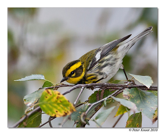 Townsend's Warbler