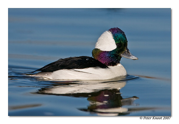 Bufflehead