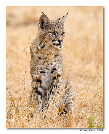 Bobcat