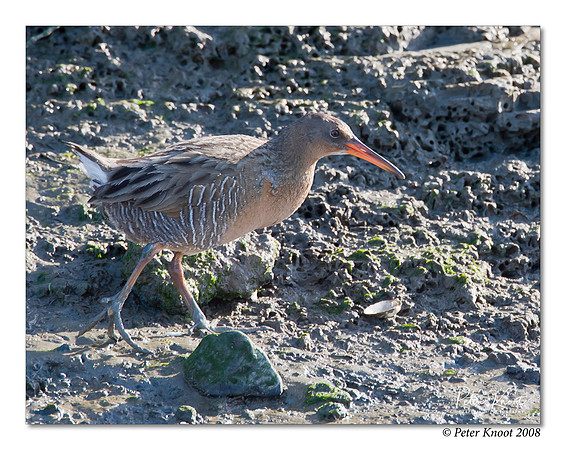 Ridgway's Rail